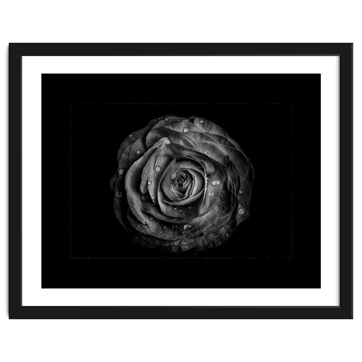 Backyard Flowers In Black And White No 72 with Border