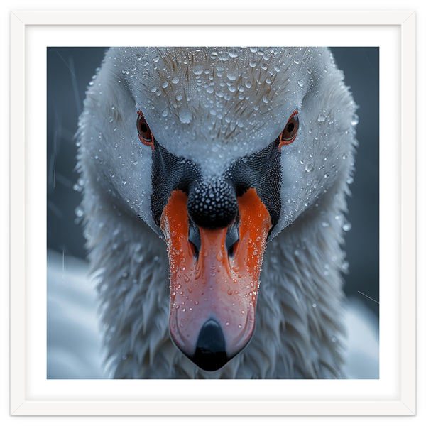 Close Up Of A Swan's Face With Water Droplets