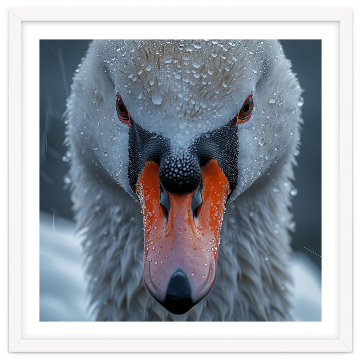 Close Up Of A Swan's Face With Water Droplets