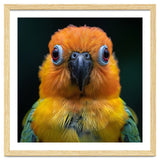 Close Up Sun Conure Parrot Portrait Eyes thumbnail