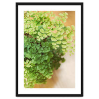 Maidenhair Queen