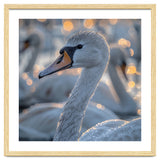 Majestic Swan Close Up With Water Droplets thumbnail