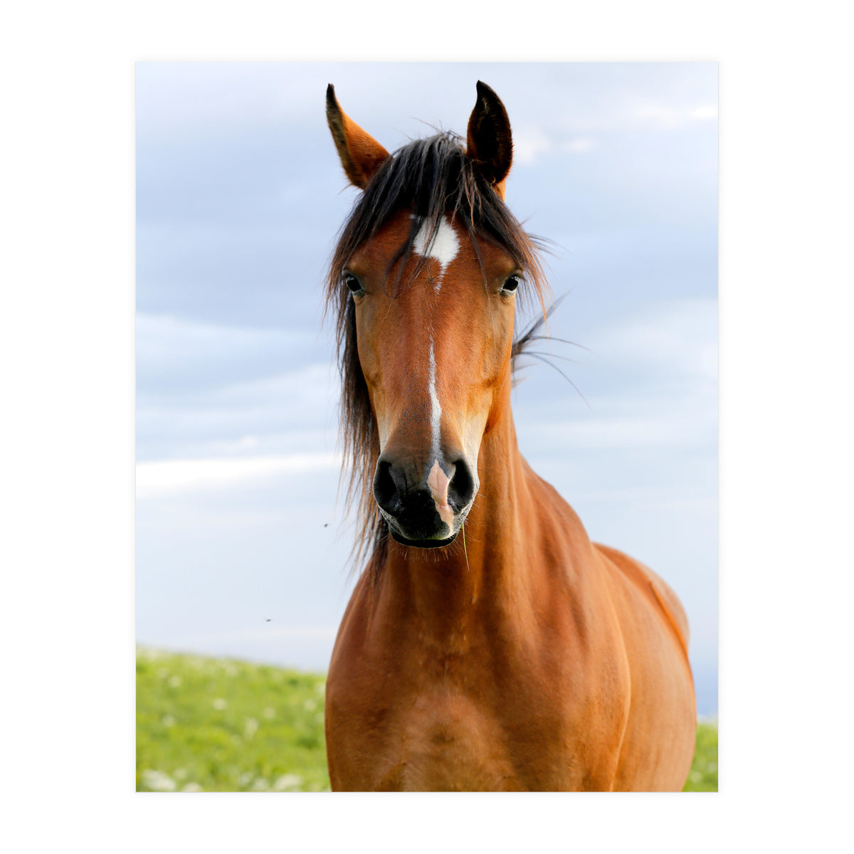 Brown Horse (Print Only)