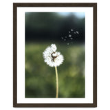 Dandelion Wish Photography thumbnail