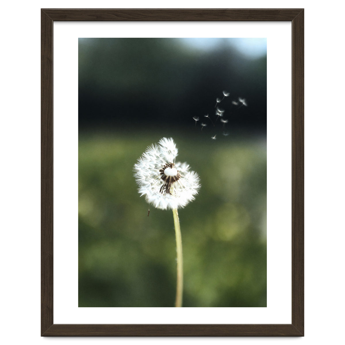 Dandelion Wish Photography