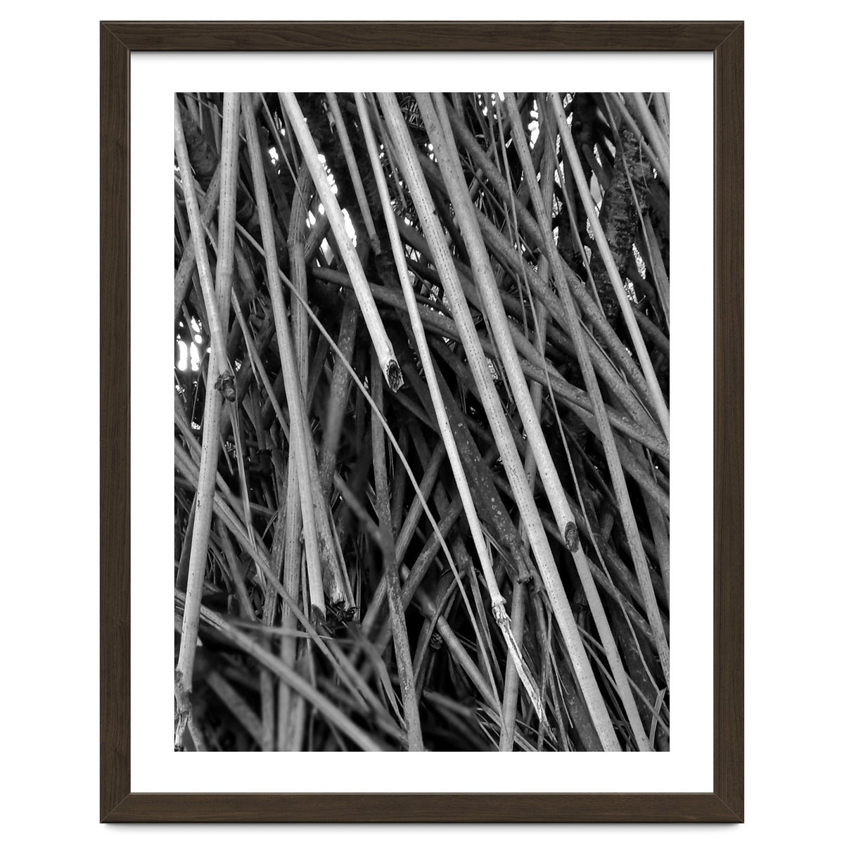 Black Tectorius Plant Shoots Art