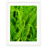 Green Ferns thumbnail