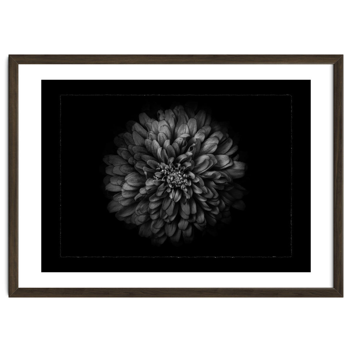 Backyard Flowers In Black And White No 68 with Border
