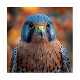 Close Up Of A Kestrel Bird Of Prey Portrait (Print Only) thumbnail