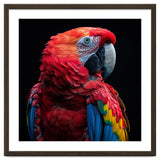 Scarlet Macaw Parrot Close Up Portrait thumbnail