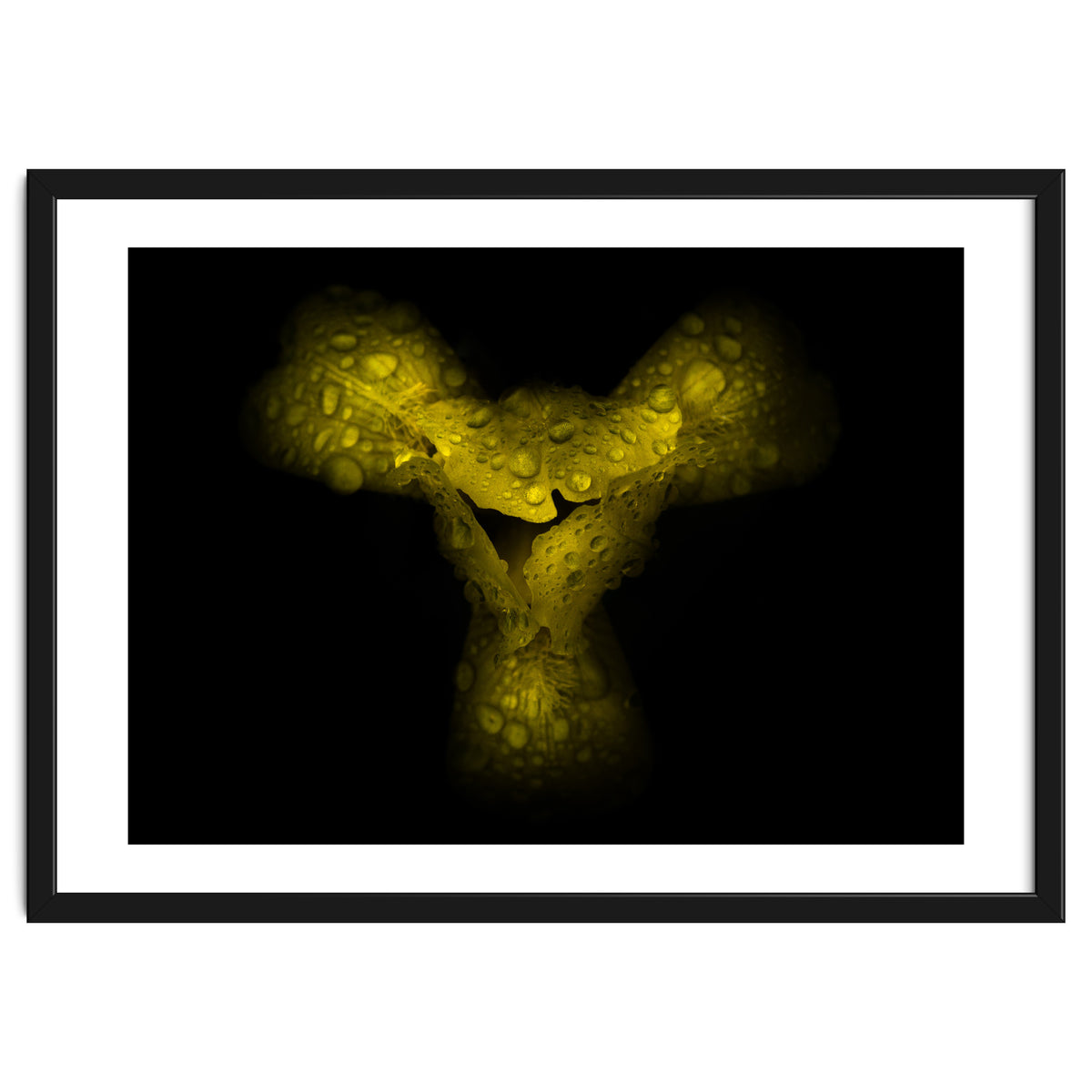 Backyard Flowers No 70 Color Version