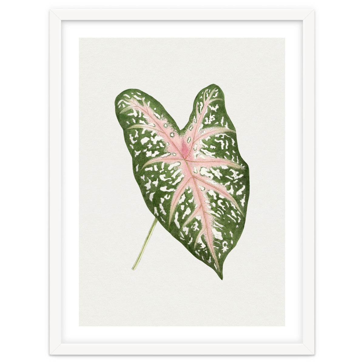 Caladium ‘Carolyn Whorton’ Leaf (Hand Drawn Illustration)