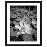 Hylas | Black & White thumbnail