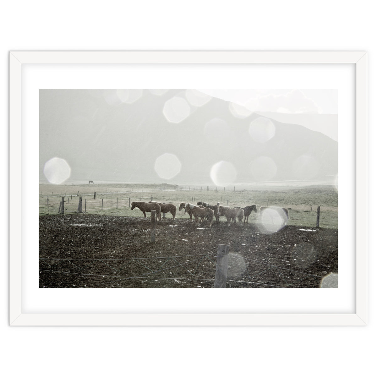Horses under the sun shower - Iceland