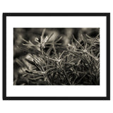 Rosemary Plant thumbnail