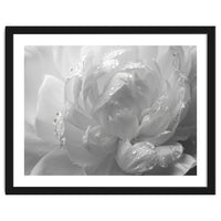 Ethereal Monochromatic Peony Petal Macro