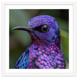 Vibrant Purple Bird With Water Droplets thumbnail