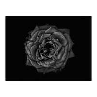 Backyard Flowers In Black And White No 110 (Print Only)