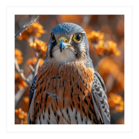 Close Up Of A Kestrel Bird Of Prey (Print Only)