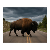 Bison on the Road , Yellowstone Wildlife Photography (Print Only) thumbnail