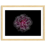 Backyard Flowers No 116 Color Version thumbnail