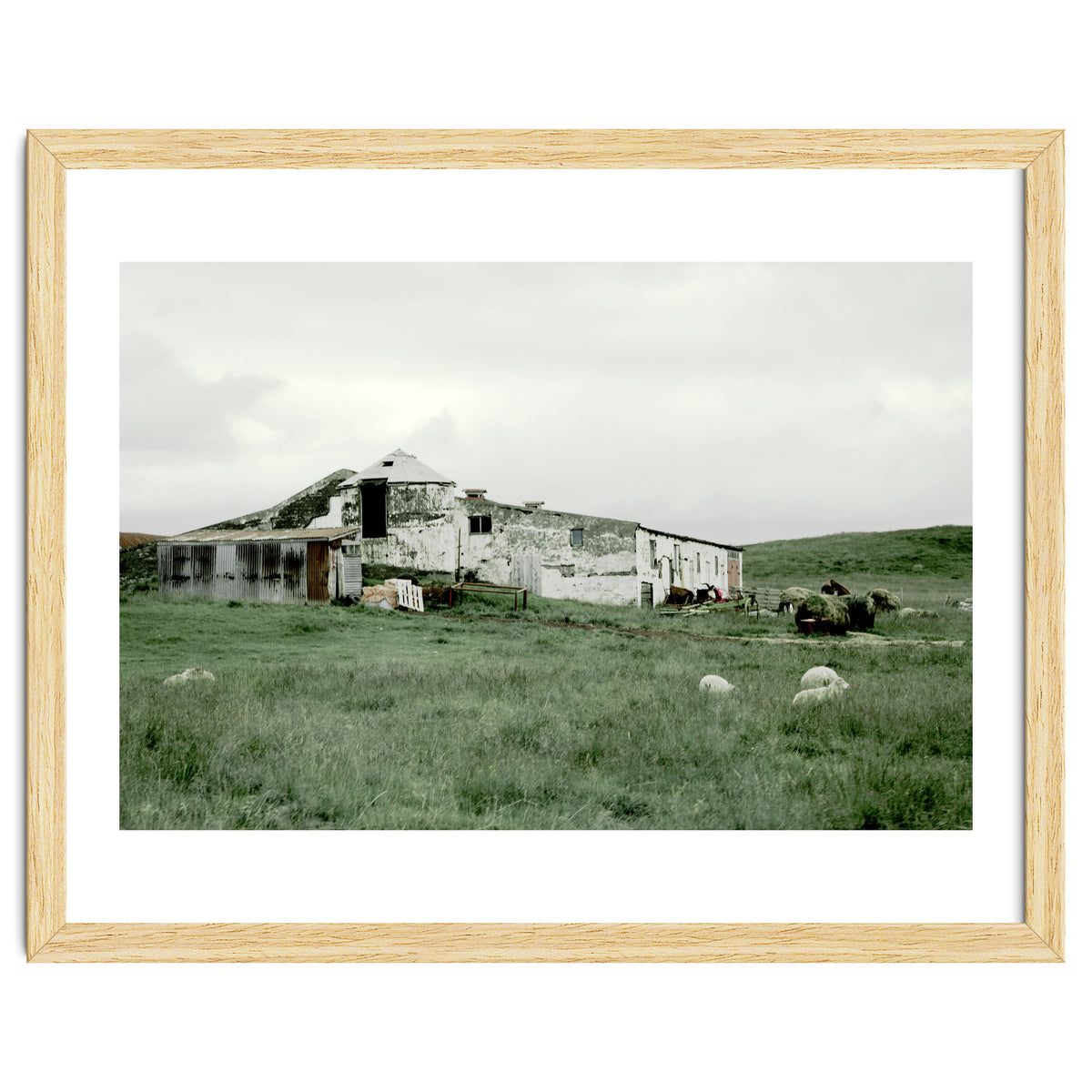 Sheep with a farmhouse - Iceland