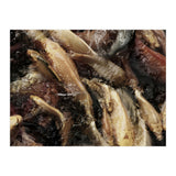 Fish01 (Print Only) thumbnail