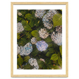 Hydrangeas | Portrait thumbnail