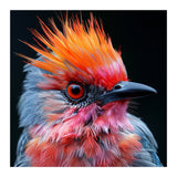 Close Up Of Exotic Bird With Vibrant Plumage (Print Only) thumbnail