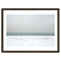 Seagulls in the winter snow beach