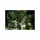 Light bulb among the trees in the summer forest (Print Only) thumbnail