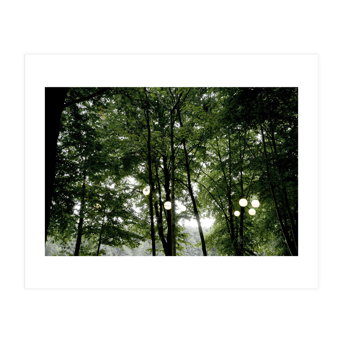 Light bulb among the trees in the summer forest (Print Only)