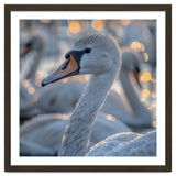 Majestic Swan Close Up With Water Droplets thumbnail