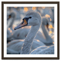 Majestic Swan Close Up With Water Droplets