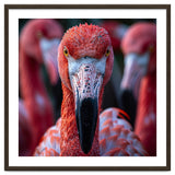 Close Up Of A Flamingo Bird Face, Pink Feathers thumbnail