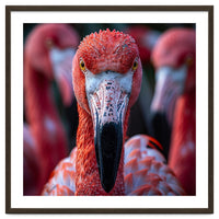 Close Up Of A Flamingo Bird Face, Pink Feathers