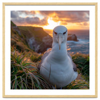 Albatross Bird On Grassy Cliff At Sunset