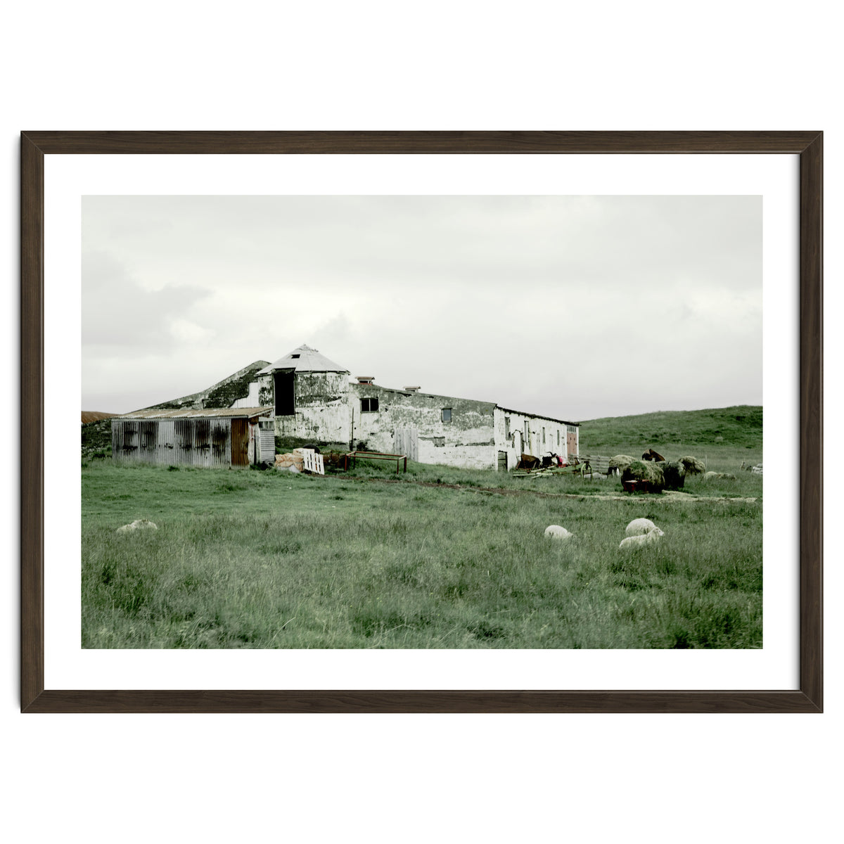 Sheep with a farmhouse - Iceland