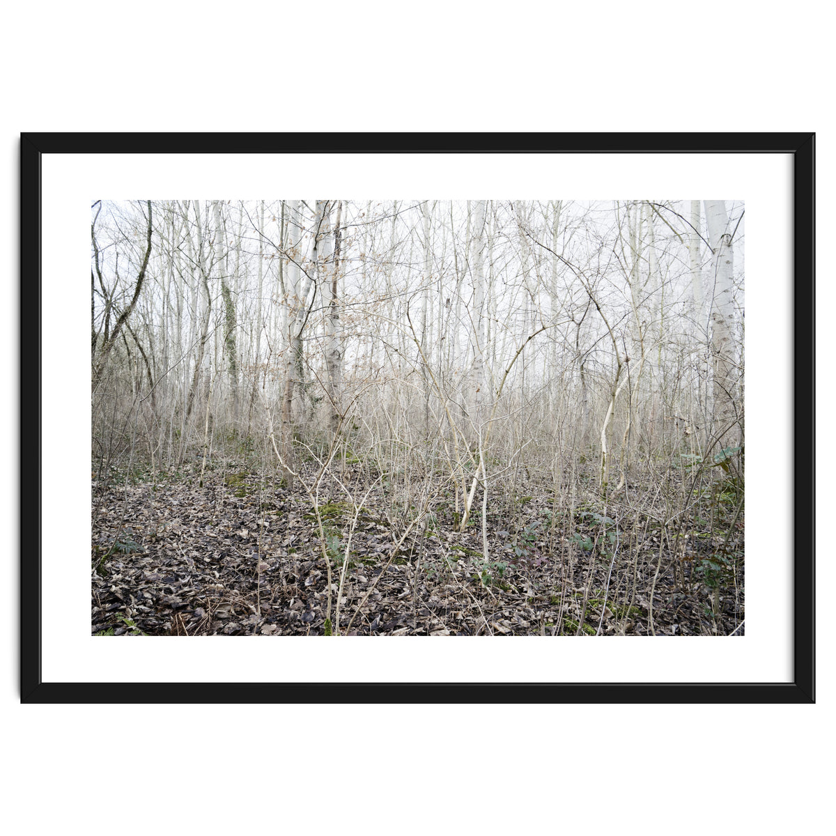 Lost in the birch forest