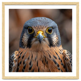 Close Up Kestrel Falcon Bird Portrait Majestic thumbnail