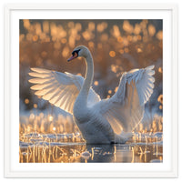 Swan Spreading Wings In Water Sunlight