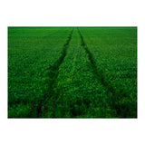 Track and Field (Print Only) thumbnail