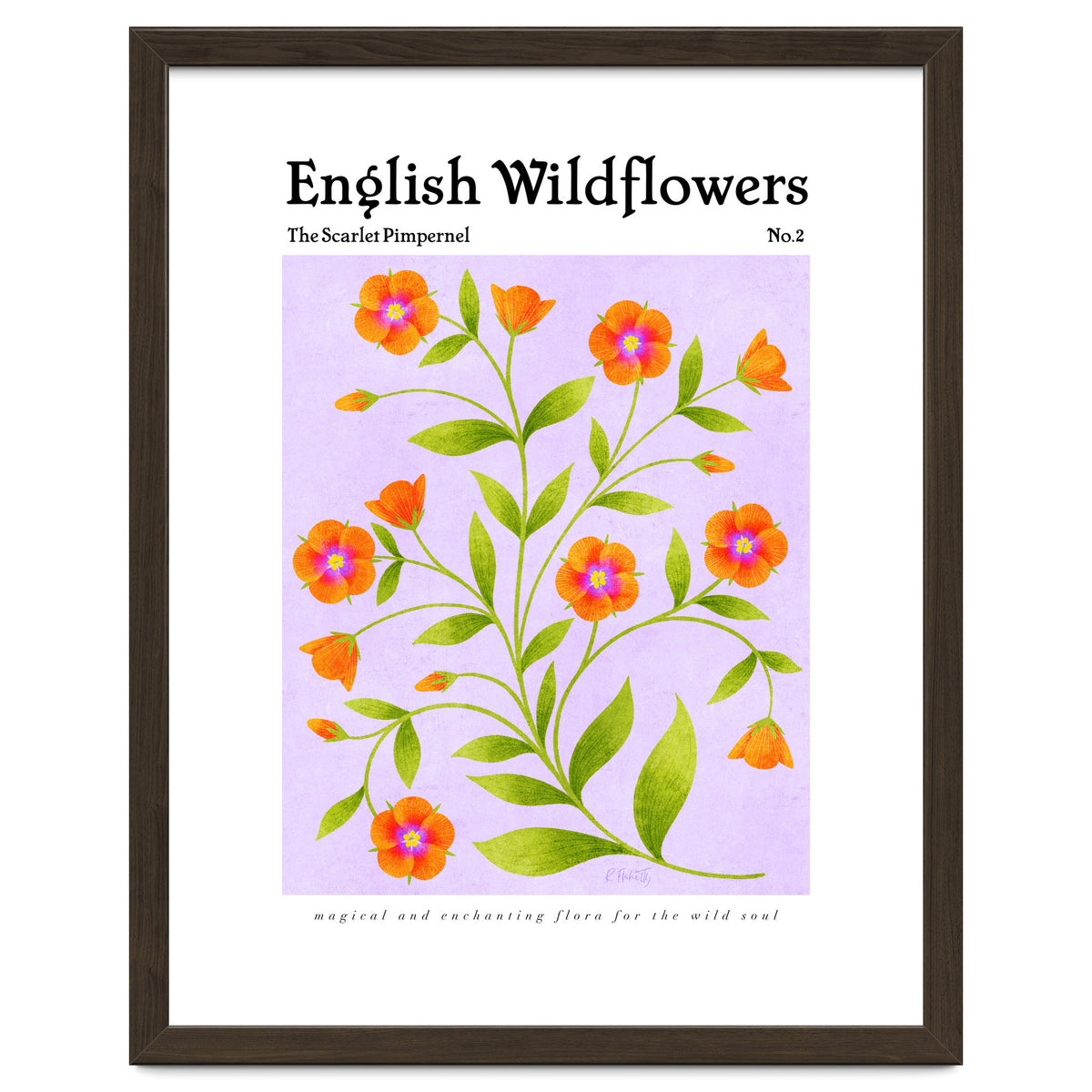English Wildflowers | Scarlet Pimpernel