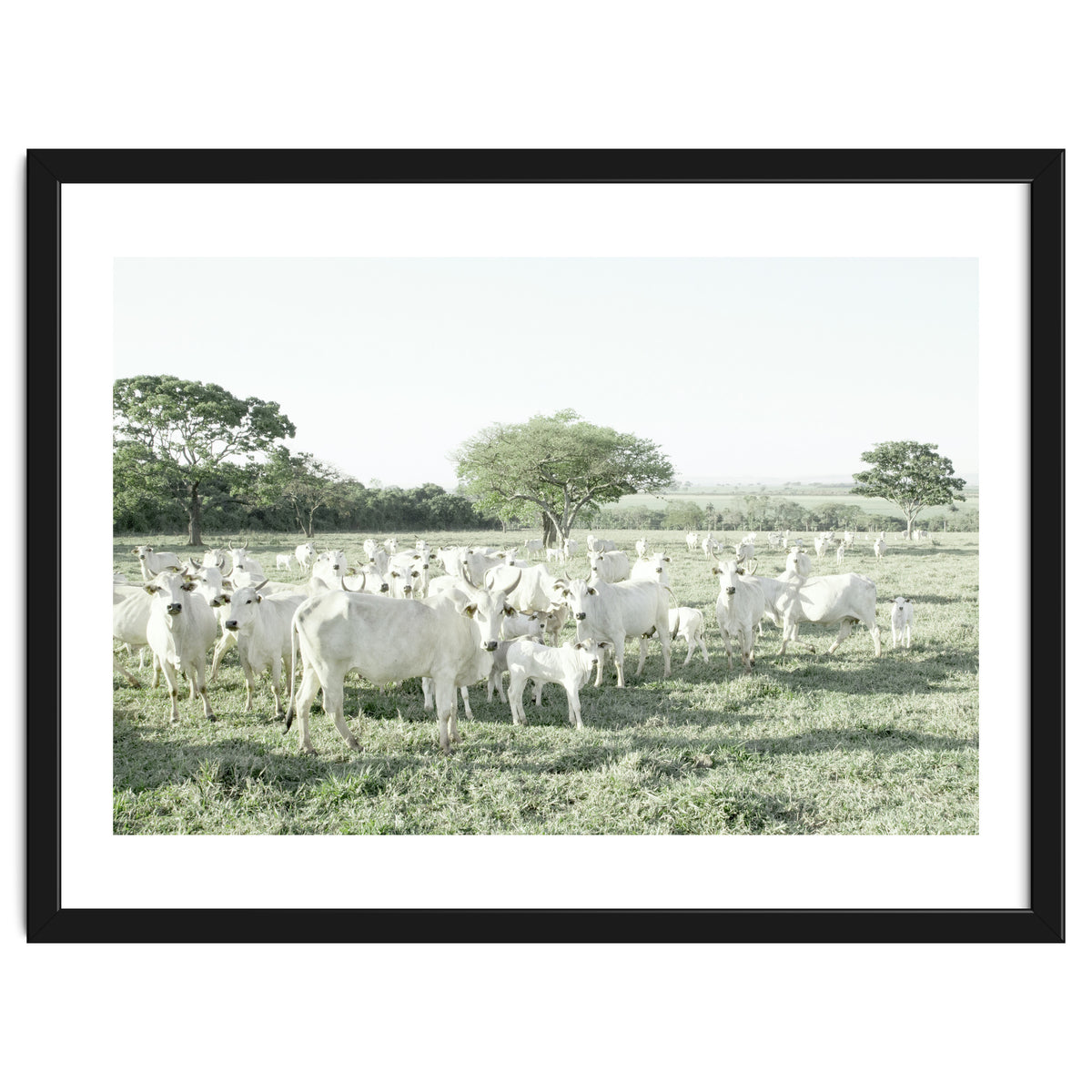 LIVING TOGETHER - WHITE COWS FAMILY