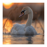 Majestic Swan Swimming At Sunrise Serene Water (Print Only) thumbnail