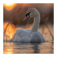 Majestic Swan Swimming At Sunrise Serene Water (Print Only)
