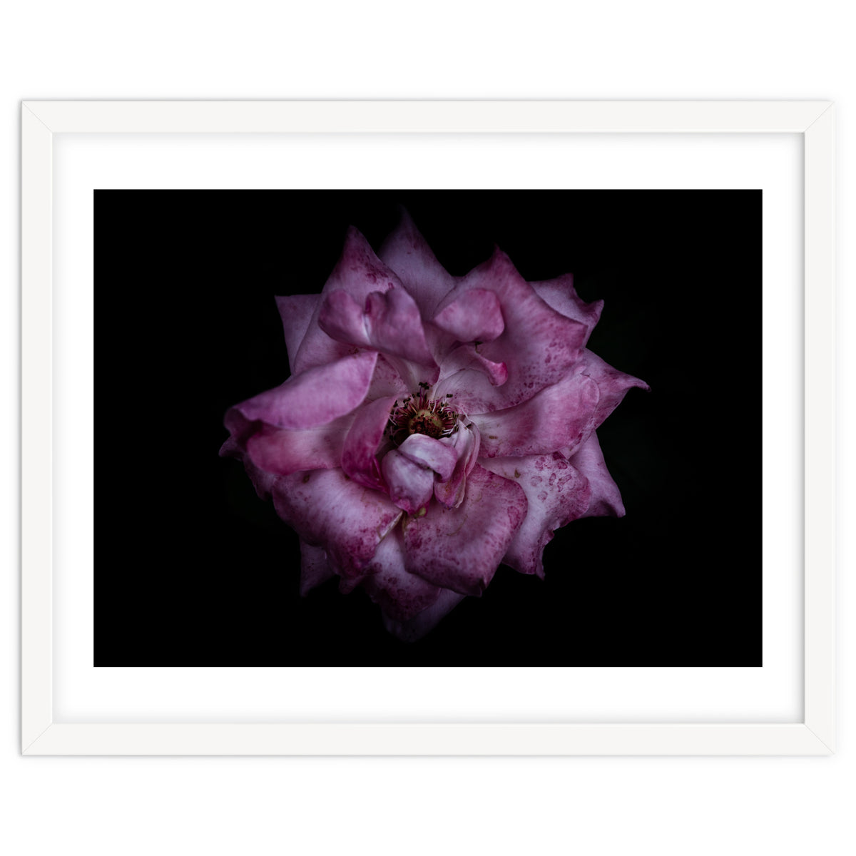 Backyard Flowers No 111 Color Version