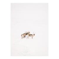 Reindeer in the snow (Print Only)