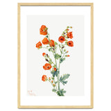 Mary Vaux Walcott – Scarlet Globe Mallow (Sphaeralcea grossulariaefolia) (1927) thumbnail