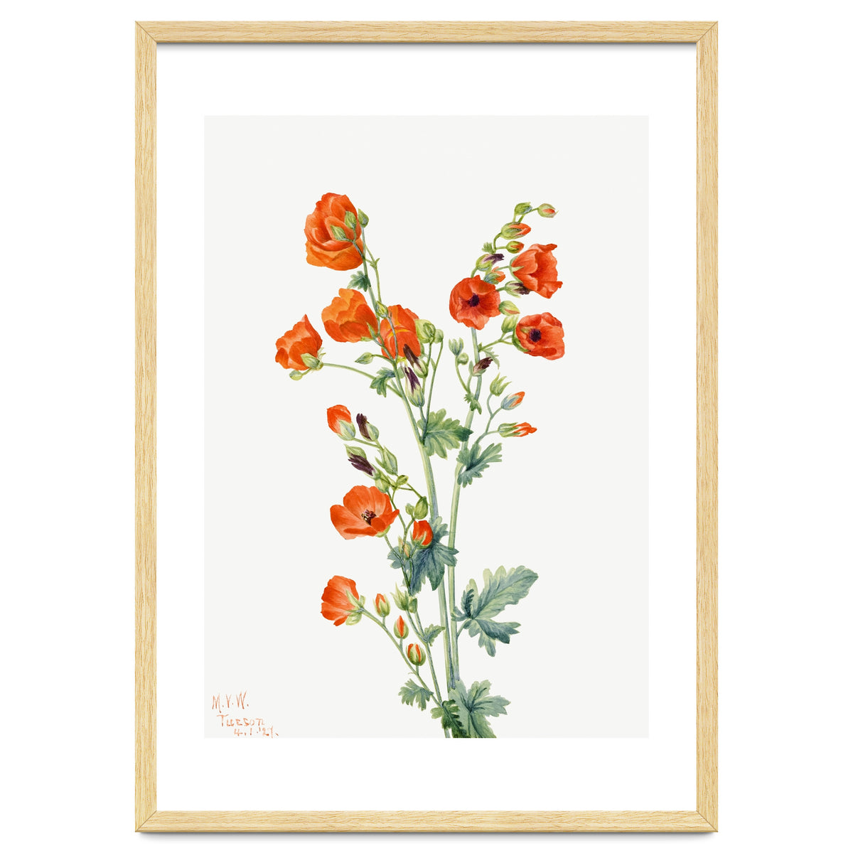 Mary Vaux Walcott – Scarlet Globe Mallow (Sphaeralcea grossulariaefolia) (1927)